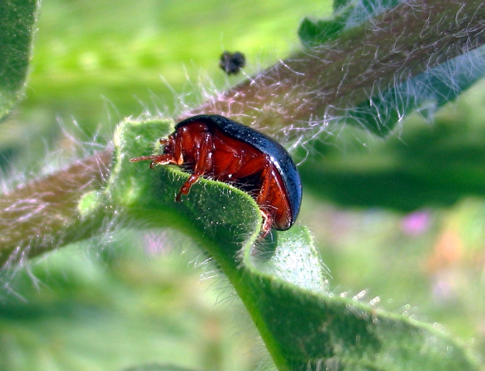 Chrysomelidae